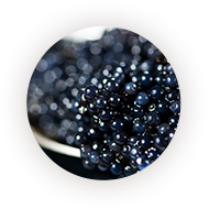 img-aphrodi-caviar.png